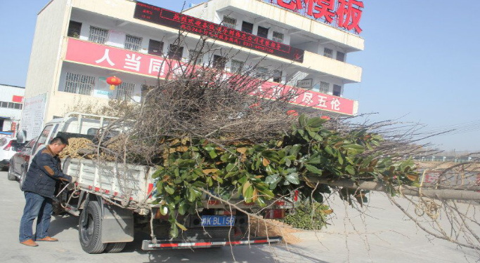 河南偉志鋼模板廠家-------只待花開(kāi)樹盛